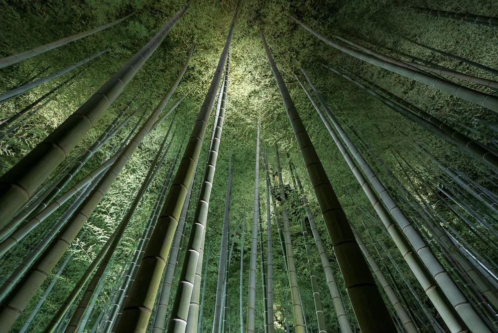 Glowing Bamboo Grove by Takeshi Marumoto — canvas wall art