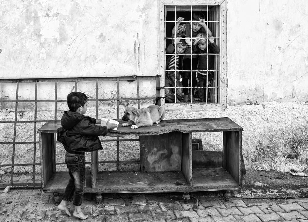 Boy Feeds Street Puppy by durmusceylan — canvas wall art