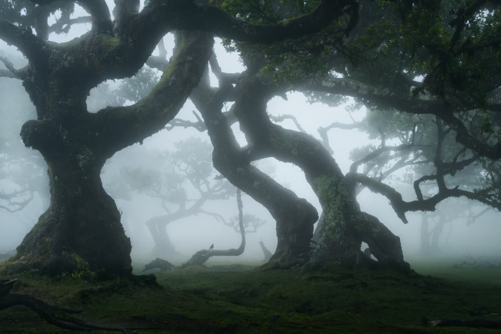 Enchanted Misty Forest by NingYun Ye — canvas wall art