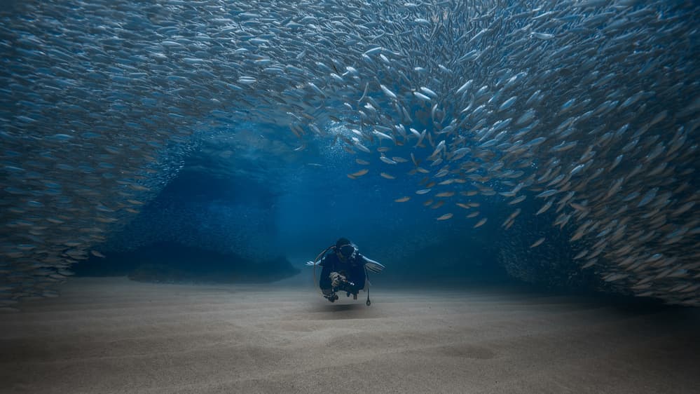 Scuba Diver Fish School by Jennifer Lu — canvas wall art