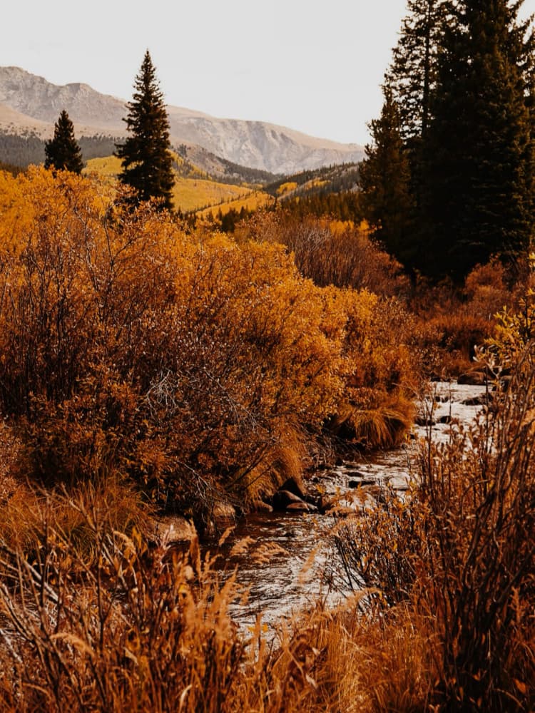 Golden Fall Mountain Stream by Del Mundo Imagery — canvas wall art