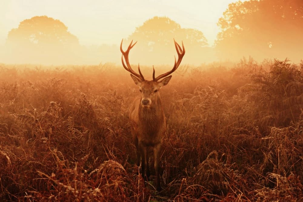 Misty Golden Stag by Robert Fabrowski — canvas wall art