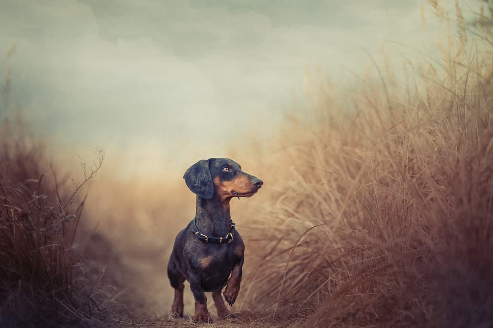 Dachshund Field Explorer by Heike Willers — canvas wall art