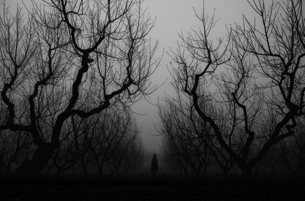 Dark Winter Woods by Ali Ayer — canvas wall art