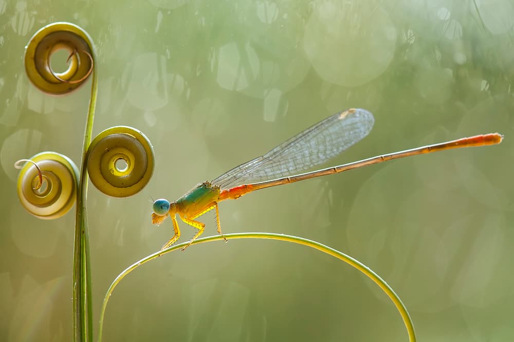 Vibrant Damselfly on Spiral by Abdul Gapur Dayak — canvas wall art