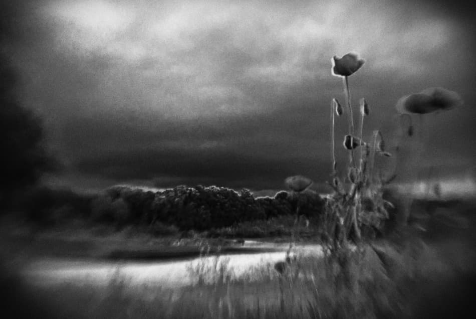 Stormy Poppy Field by Codrin Lupei — canvas wall art