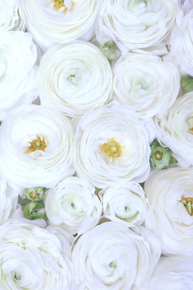 White Ranunculus Blooms by Rosana Laiz Blursbyai — canvas wall art