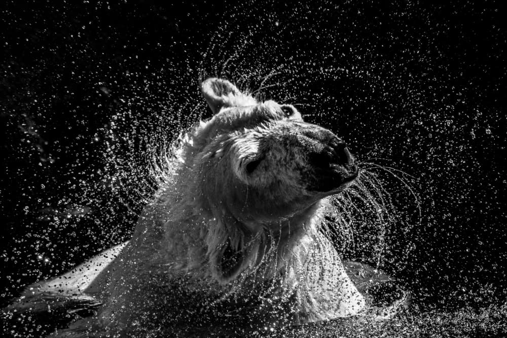 Polar Bear Shake by Maron photography — canvas wall art