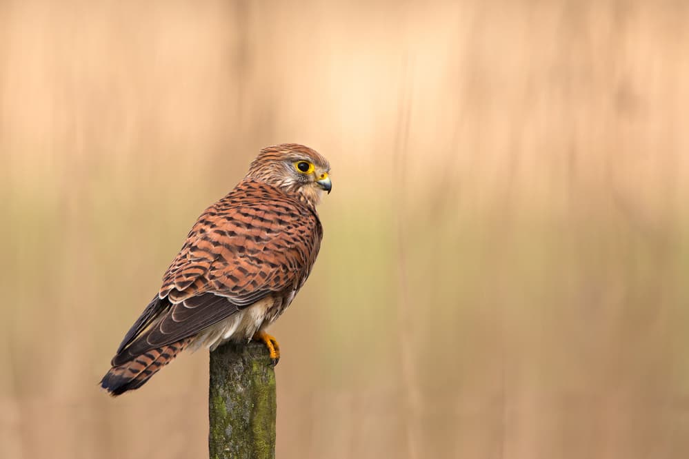 Alert Kestrel Perch by Rob Olivier — canvas wall art