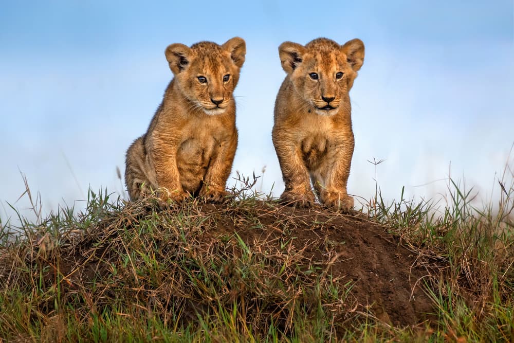 Two Watchful Lion Cubs by Xavier Ortega — canvas wall art