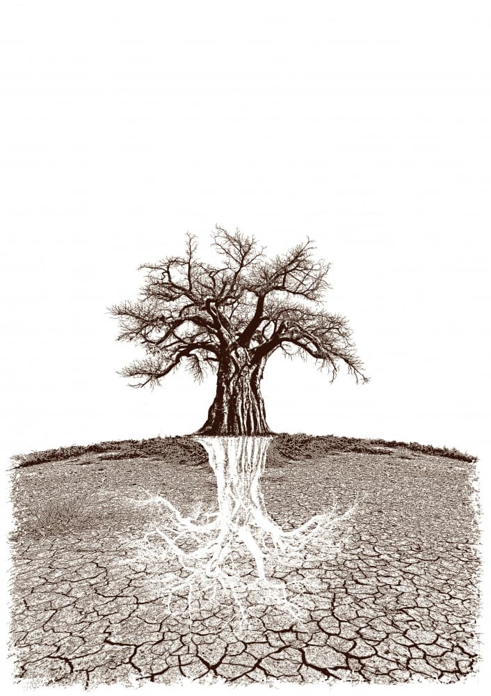 Deep Roots Dry Land by Carlo Kaminski — canvas wall art