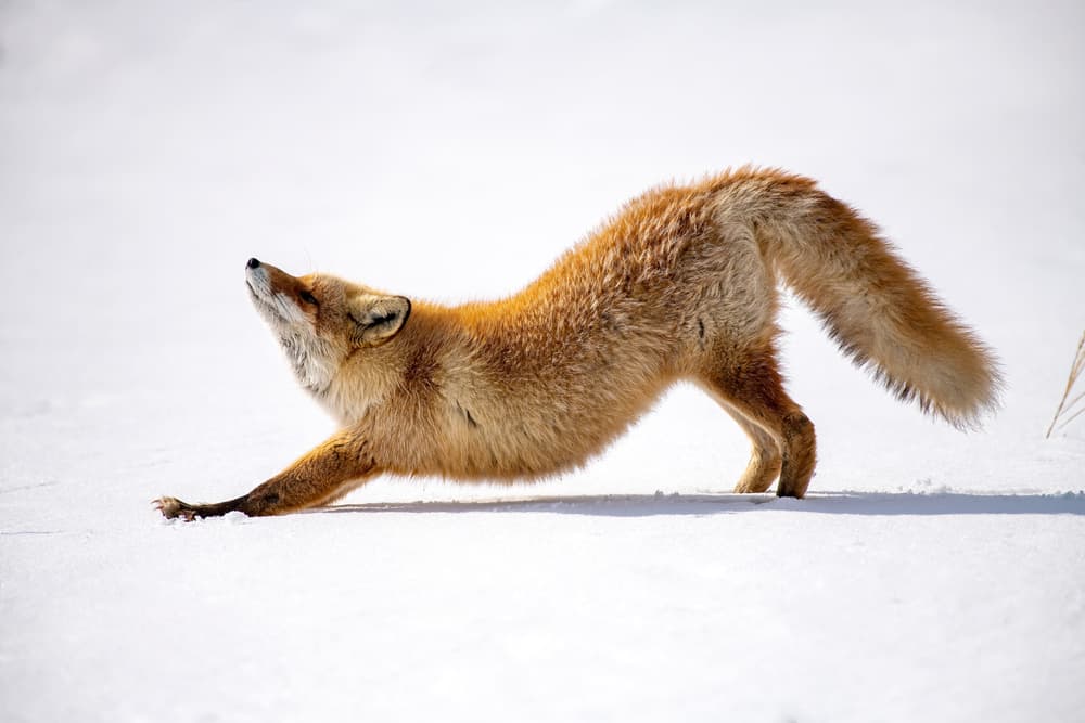 Red Fox Stretching by Q Liu — canvas wall art