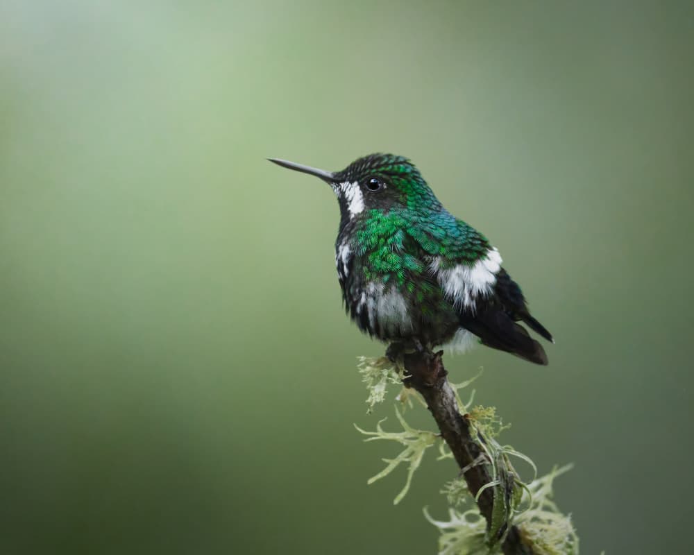Perched Emerald Hummingbird by Lisandro PEREZ — canvas wall art