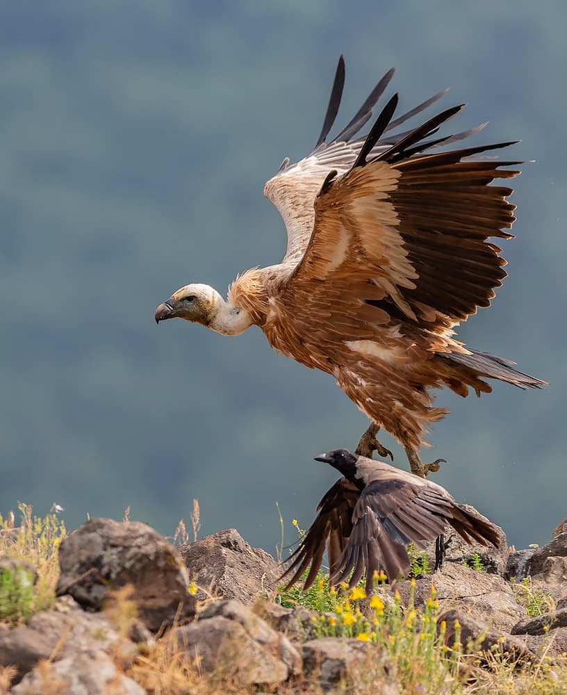 Vulture Crow Encounter by Zhecho Planinski — canvas wall art