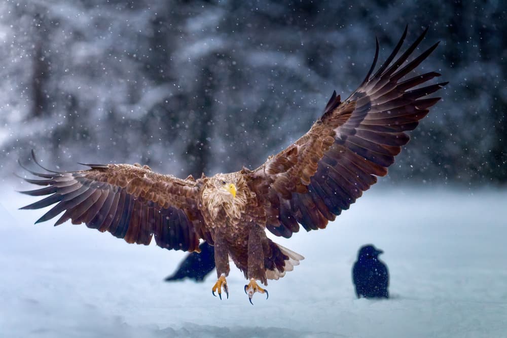 Majestic Eagle Landing by Ricardo Gayan — canvas wall art