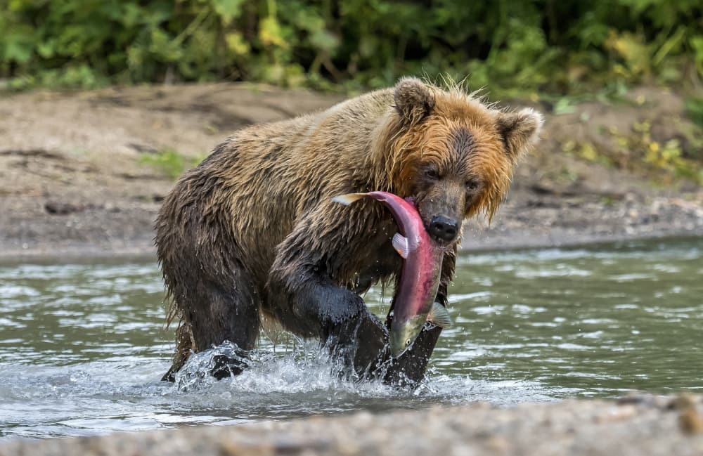 Brown Bear Catches Salmon by Giuseppe DAmico — canvas wall art