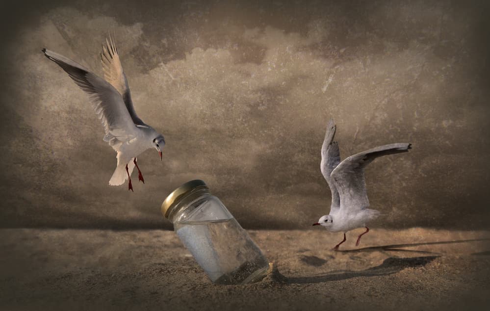 Seagull and the Bottle by Muriel Vekemans — canvas wall art