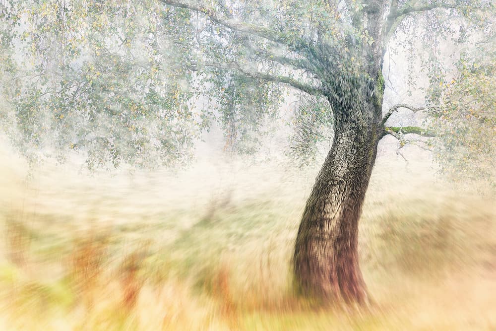 Misty Field Tree by Gustav Davidsson — canvas wall art