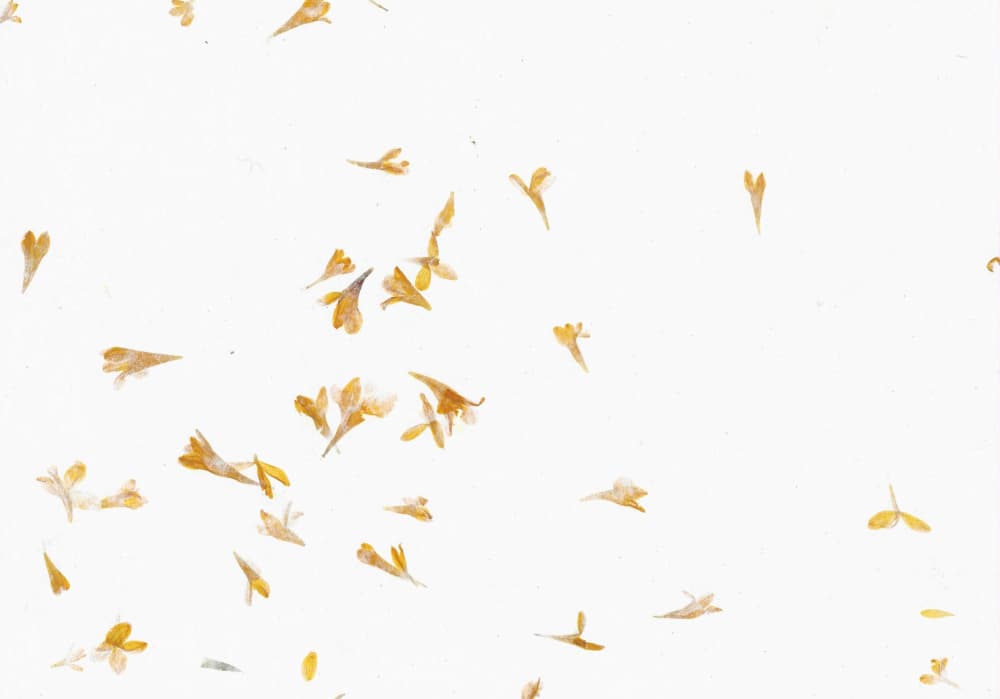 Delicate Yellow Blossoms by Santhosh ch — canvas wall art