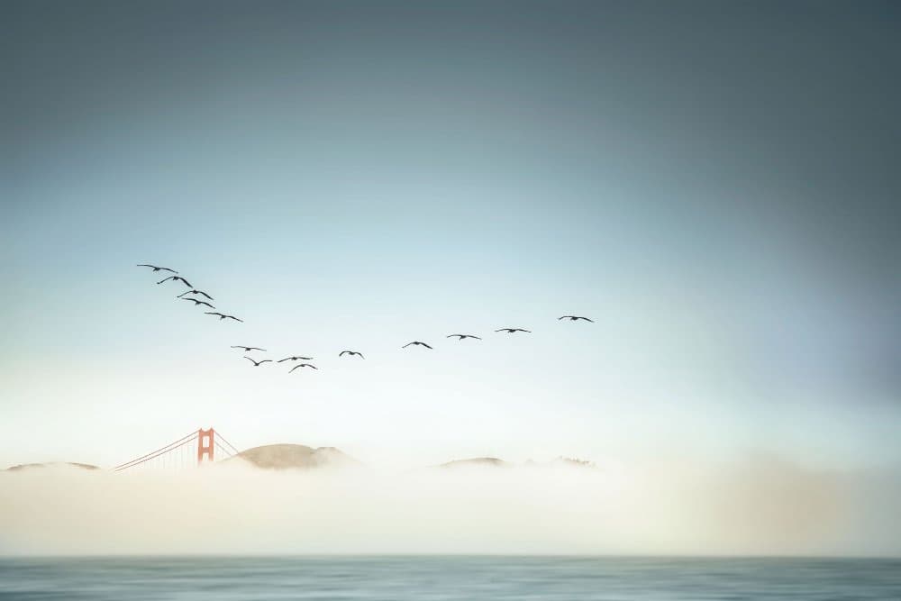 Birds Over Misty Golden Gate by Jamie Z. Chan — canvas wall art