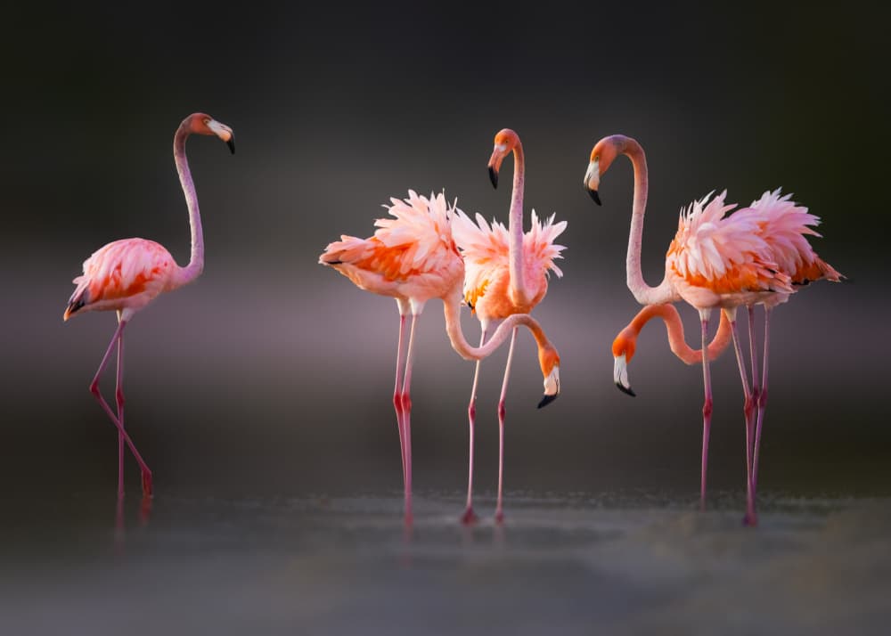 Graceful Pink Flamingos by Li Ying — canvas wall art