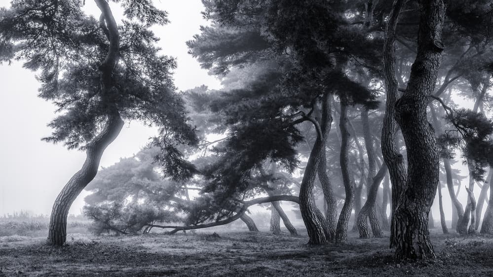 Ancient Misty Pines by Gwangseop Eom — canvas wall art