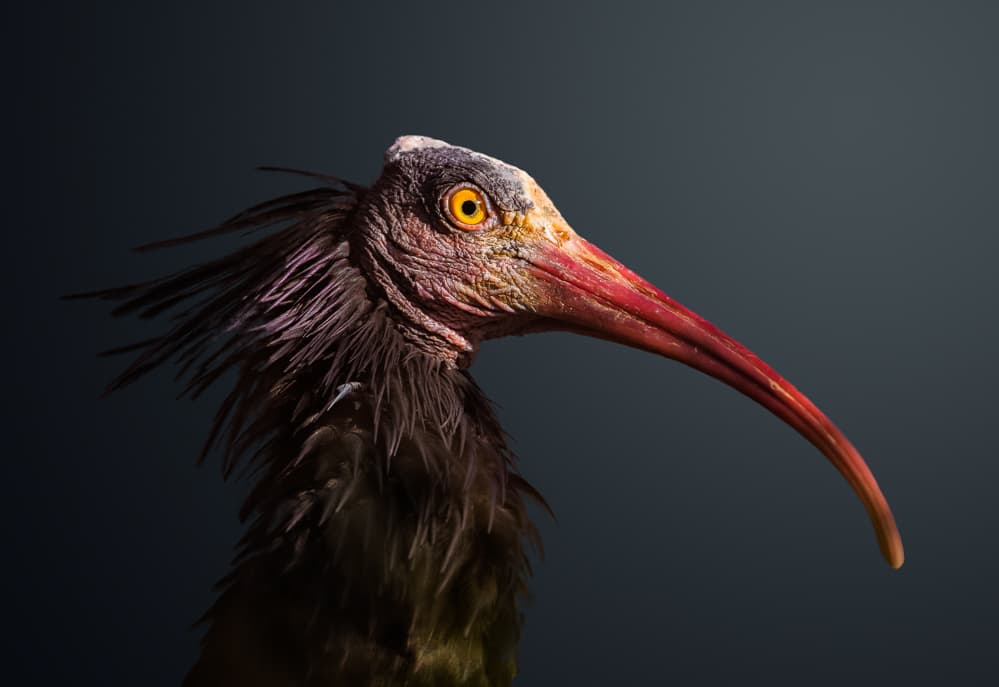 Dramatic Ibis Portrait by fegari — canvas wall art