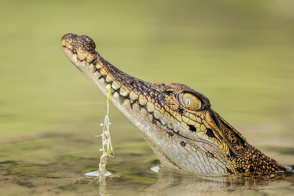 Watchful Crocodile Eye by Hendy Mp — canvas wall art