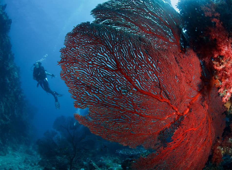 Scuba Diver Red Sea Fan by Andrey Narchuk — canvas wall art