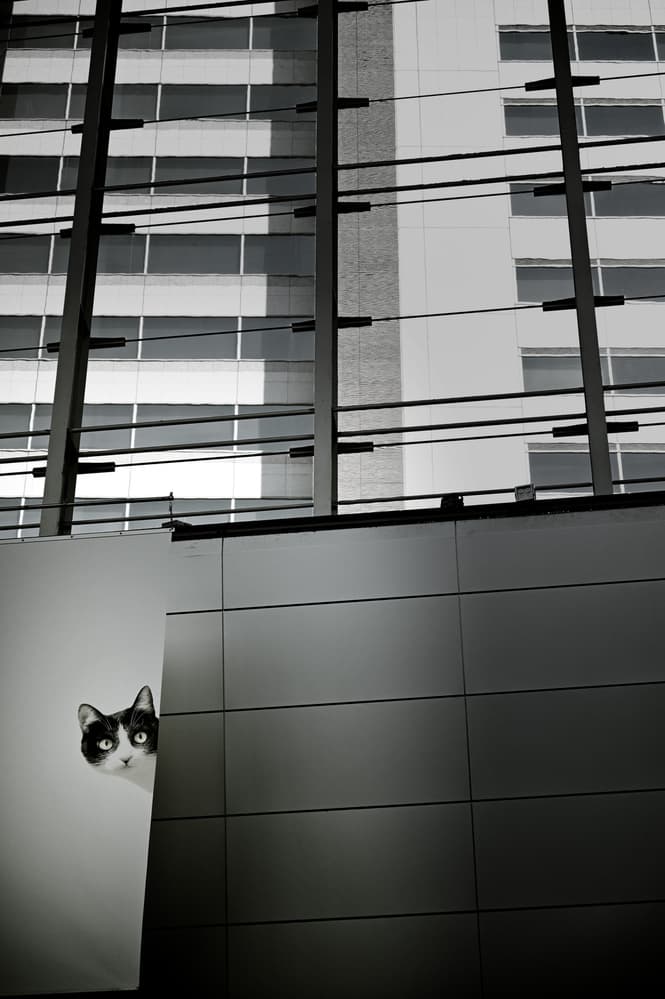 Curious Cat City Lines by Reiko kiri — canvas wall art