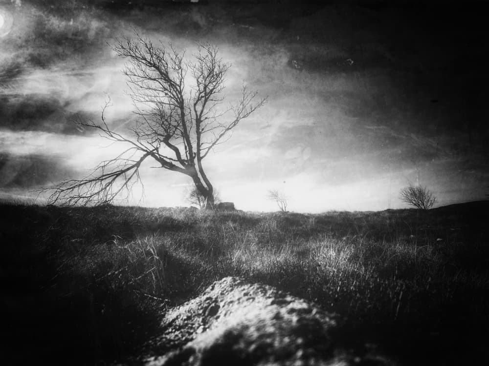 Lonely Winter Tree by Delphine Margau — canvas wall art