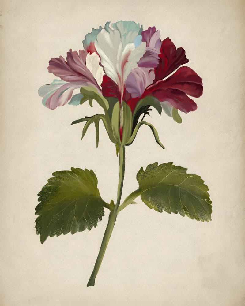 Vibrant Geranium Bloom by Josie George — canvas wall art