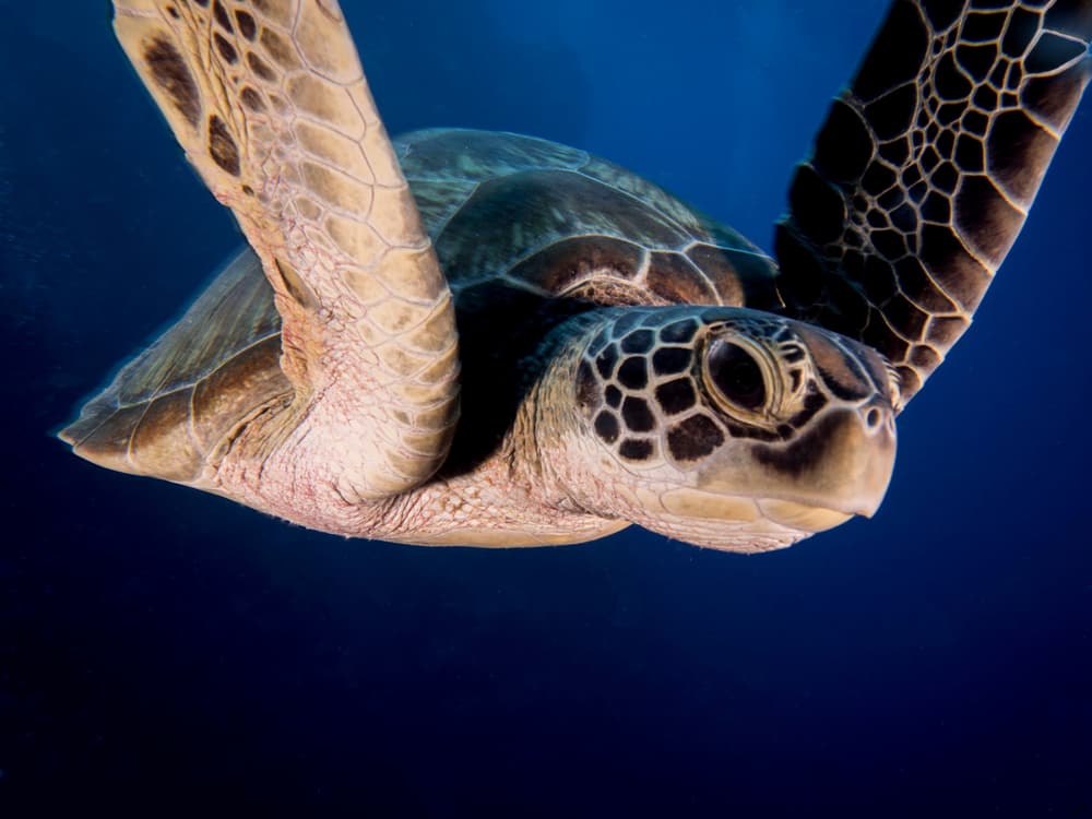 Swimming Sea Turtle by Ilan Ben Tov — canvas wall art