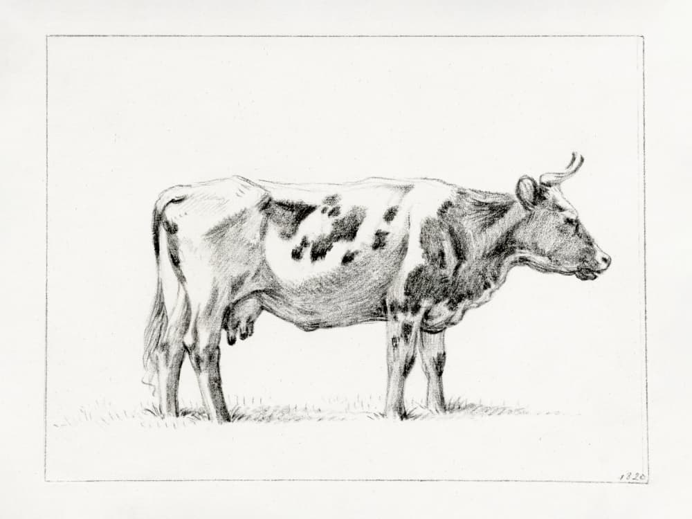 Standing Cow (1820)