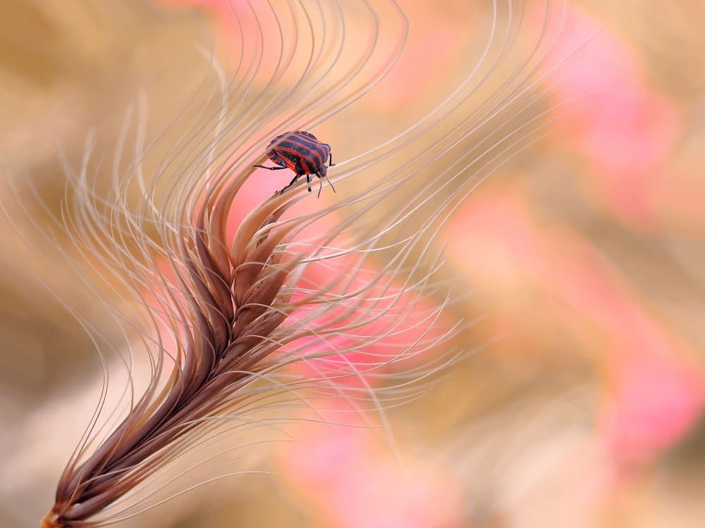 Vibrant Bug on Grain by Thierry Dufour — canvas wall art