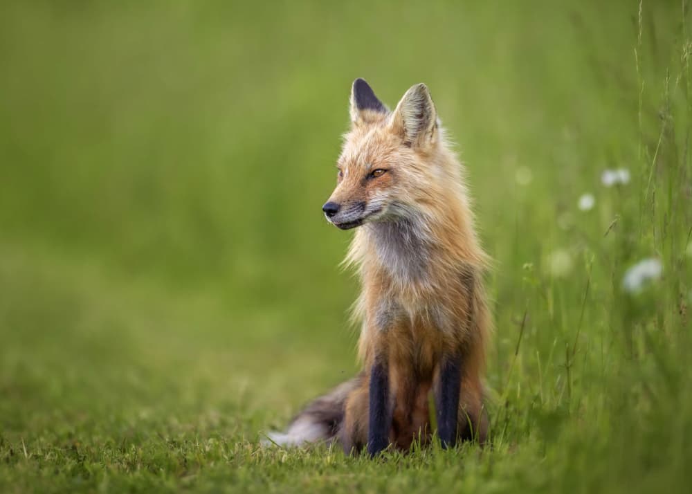 Serene Red Fox by Kai Dan — canvas wall art