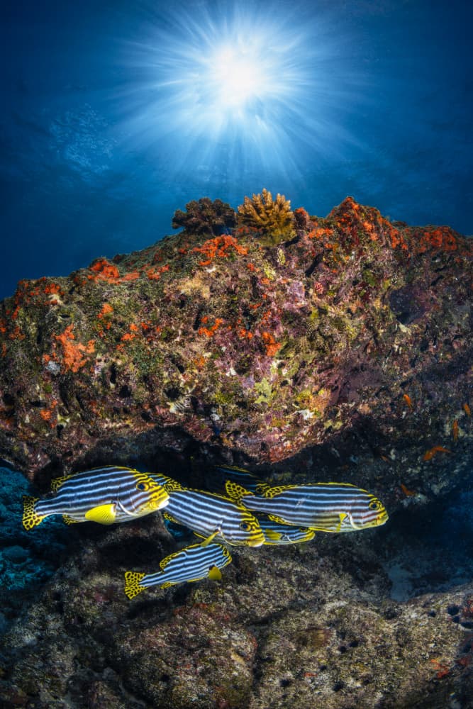 Tropical Fish Sunburst by Barathieu Gabriel — canvas wall art