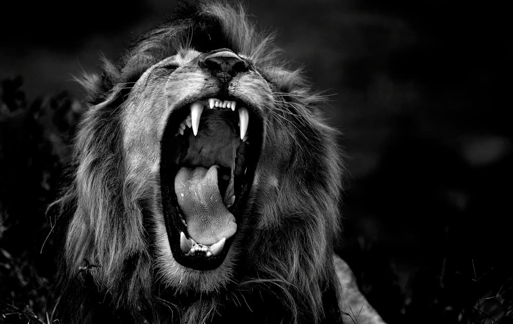 Powerful Lion Roar by Giuseppe DAmico — canvas wall art