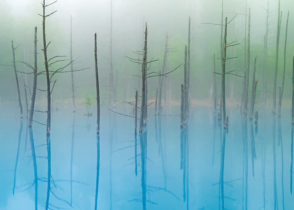 Misty Blue Lake Trees by Hidenori Sono — canvas wall art