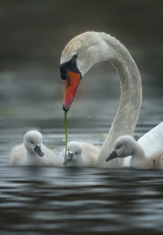 Swan Family Feeding by Joan Zhang — canvas wall art