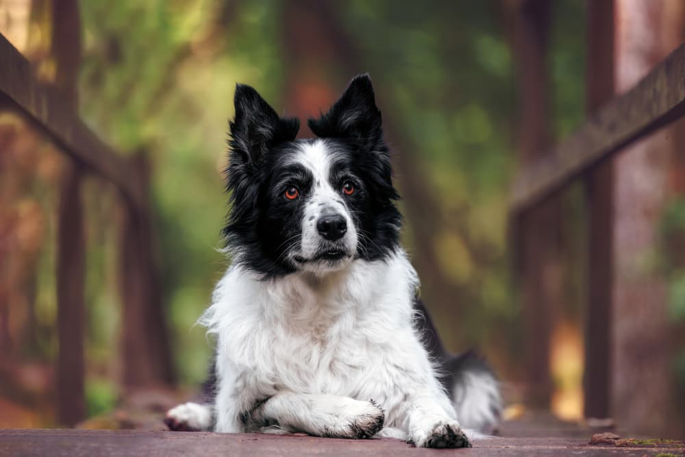 Serene Border Collie Portrait by Davorin Baloh — canvas wall art