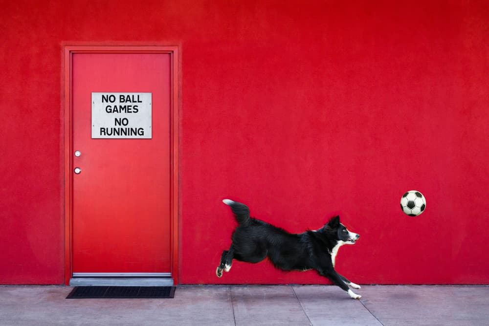 Defiant Dog Plays Ball by Jacqueline Hammer — canvas wall art