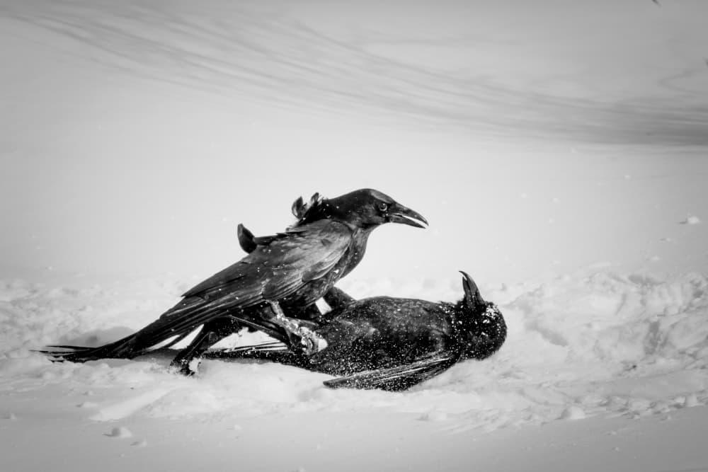 Winter Raven Confrontation by Kimberly — canvas wall art