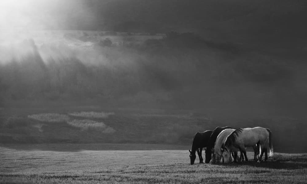 Grazing Horses Under Sunrays by Peter Svoboda MQEP — canvas wall art