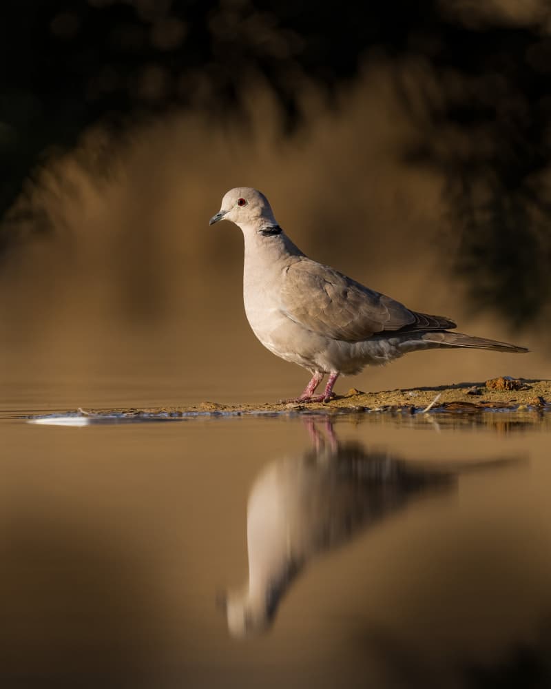 Golden Light Dove Reflection by Ahmed Elsheshtawy — canvas wall art