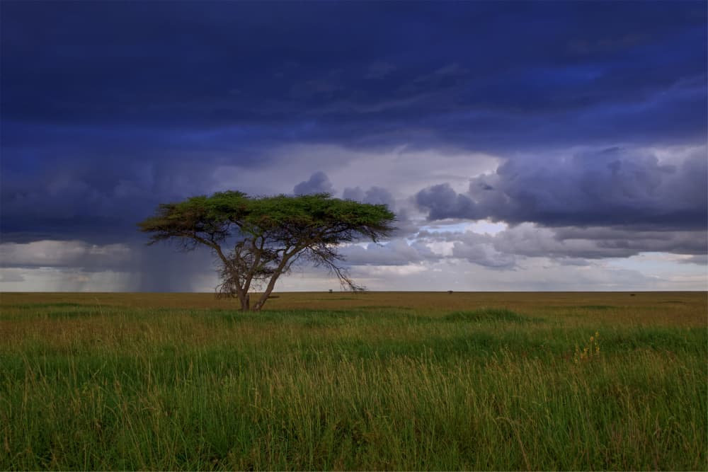Serengeti Rain by Etienne Steenkamp — canvas wall art