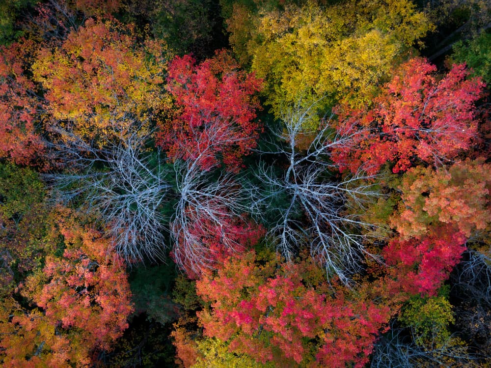 Autumn Forest Canopy by HuongHoang — canvas wall art