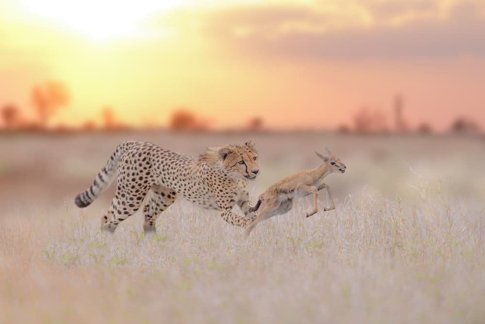 Cheetah Gazelle Sunset Chase by Ozkan Ozmen / Big Lens Adventures — canvas wall art