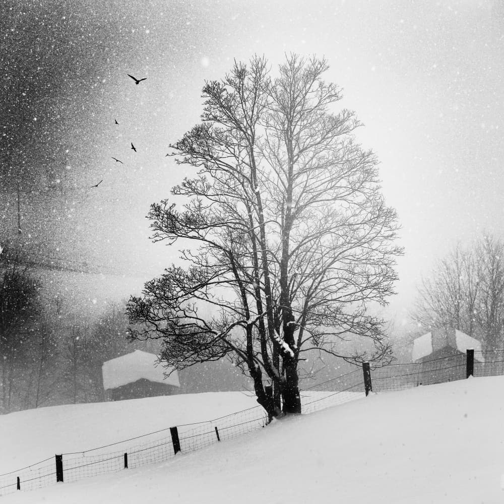 Snowy Tree Flight by Marchevca Bogdan — canvas wall art