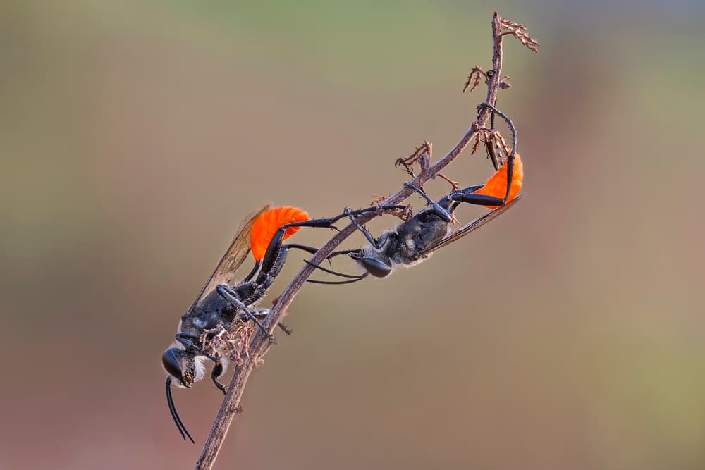 Orange and Black Wasps by Nunu Rizani — canvas wall art